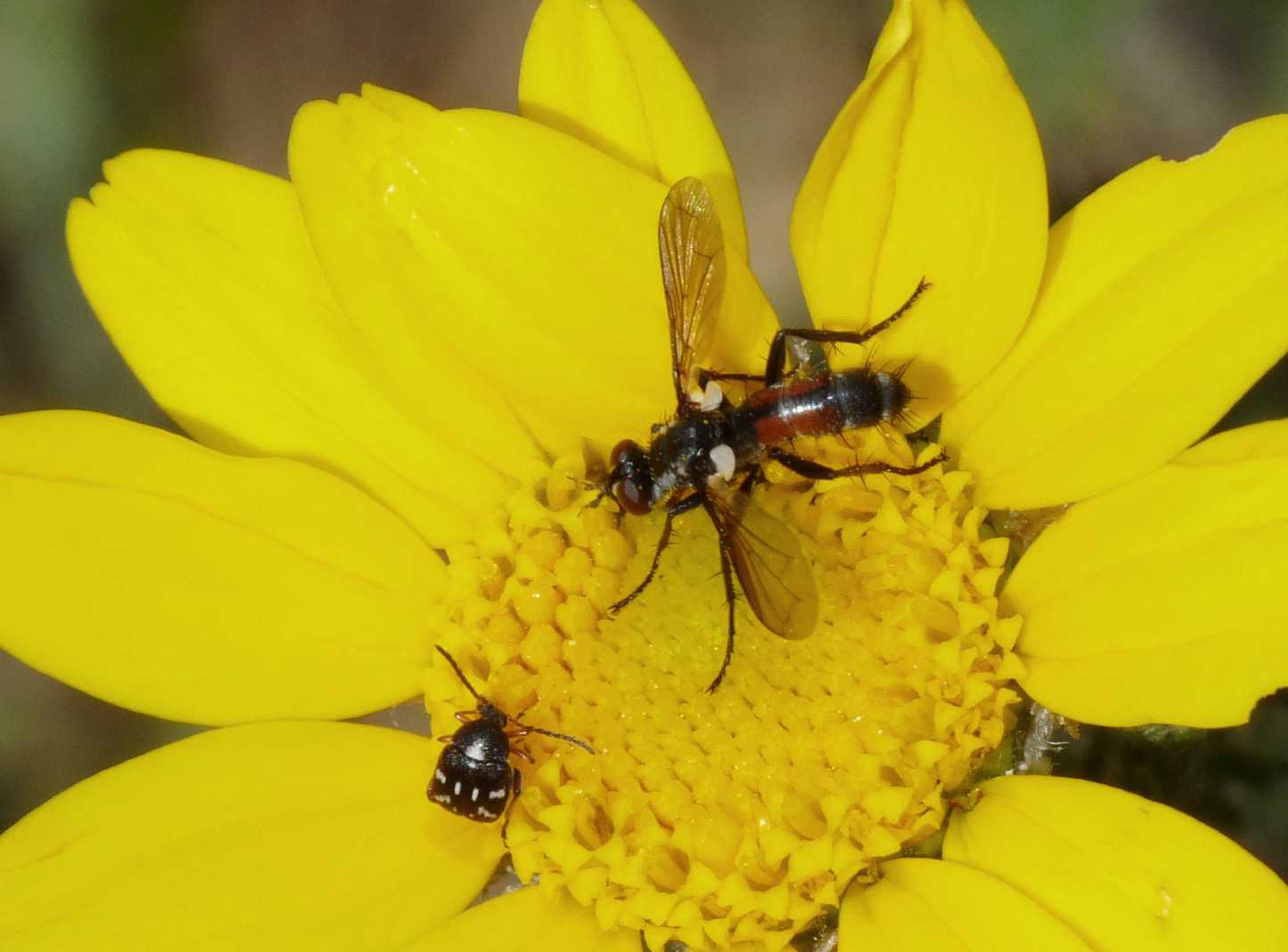 Cylindromyia nana?